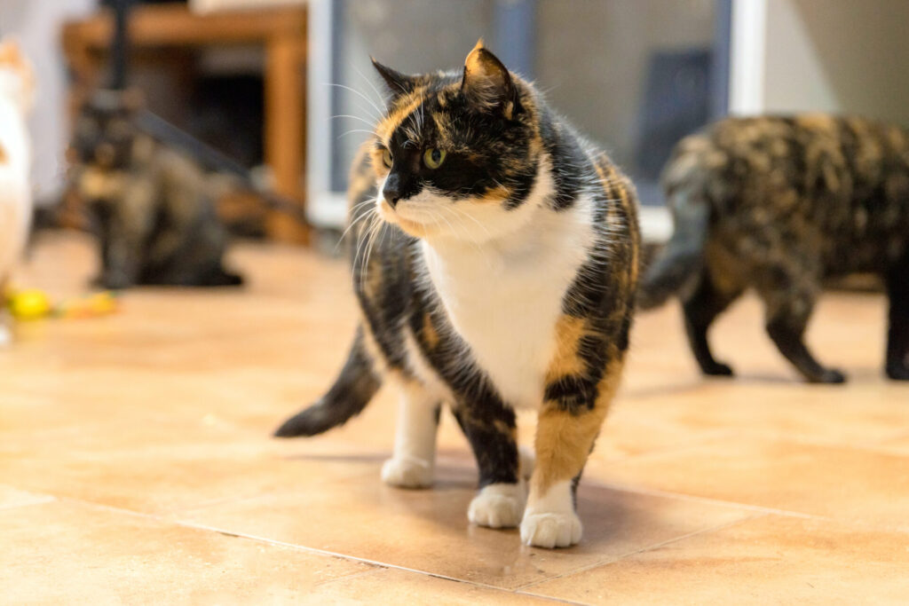 Brown Tortoiseshell Cat in Shelter